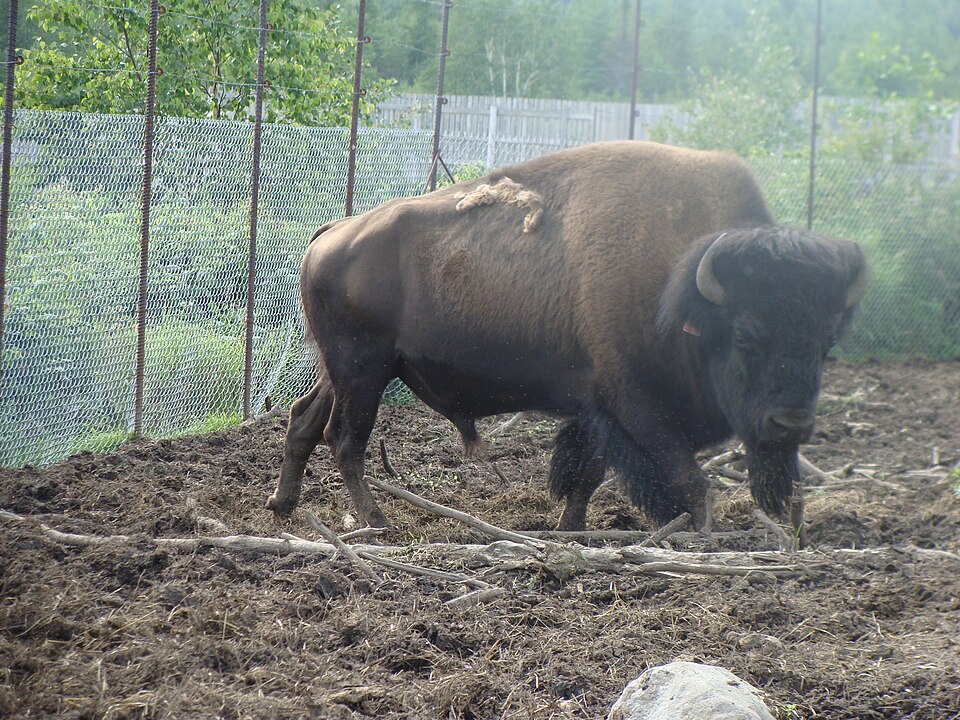 Zoo de Falardeau（Canada）