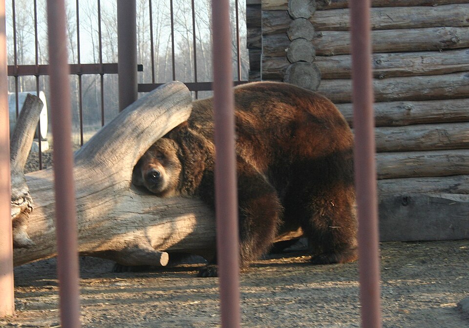 Starooskolsky Zoo（Russia）