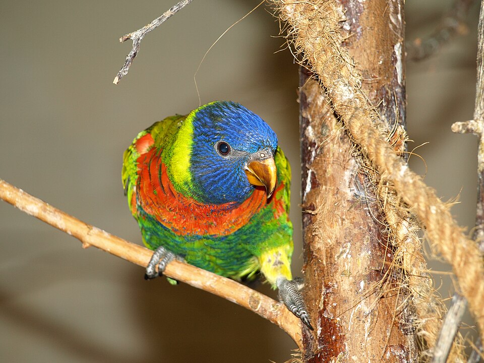 Utropia（Netherlands）